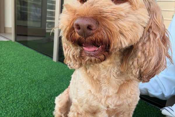 House sit in Dubai, United Arab Emirates