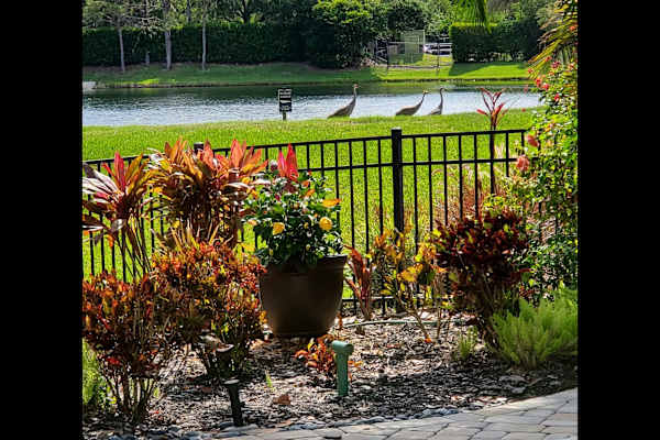 House sit in Sarasota, FL, US