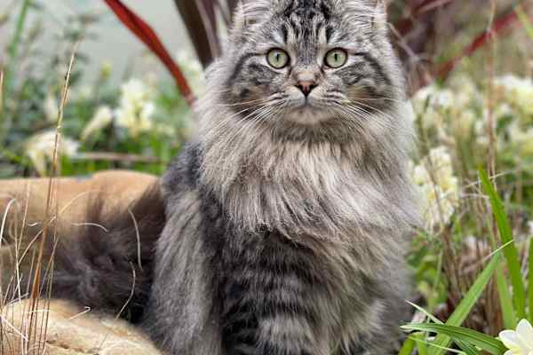 House sit in Auckland, New Zealand