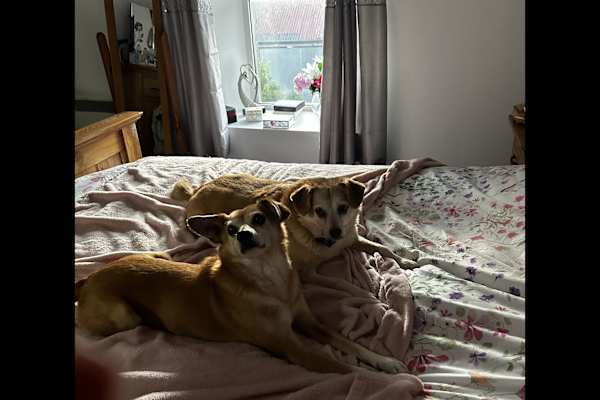 House sit in Kirkwall, United Kingdom