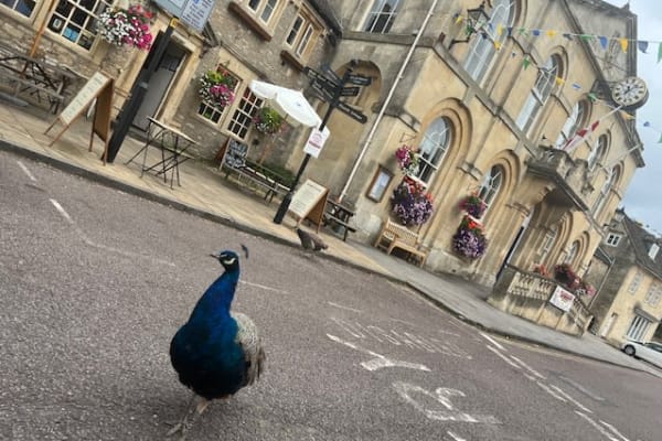 House sit in Corsham, United Kingdom