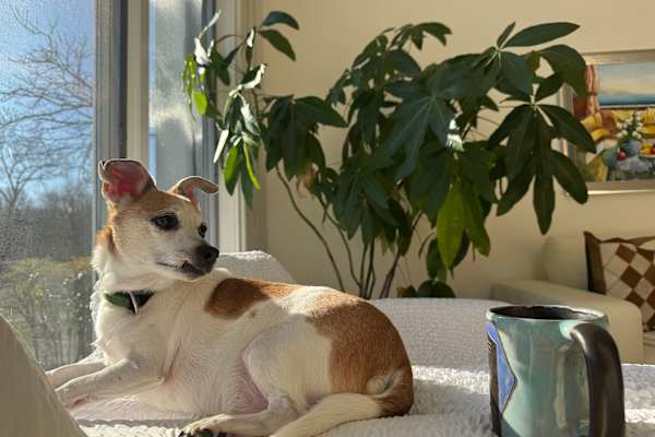 House sit in Owings Mills, MD, US