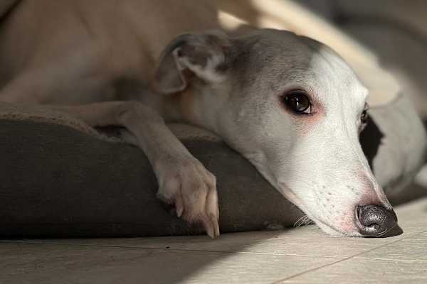 House sit in Bourne End, United Kingdom