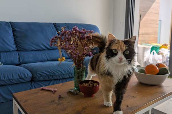 House sit in Nicosia, Cyprus