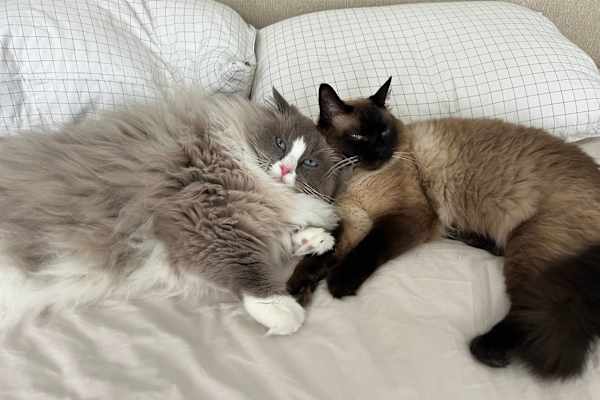 House sit in London, United Kingdom