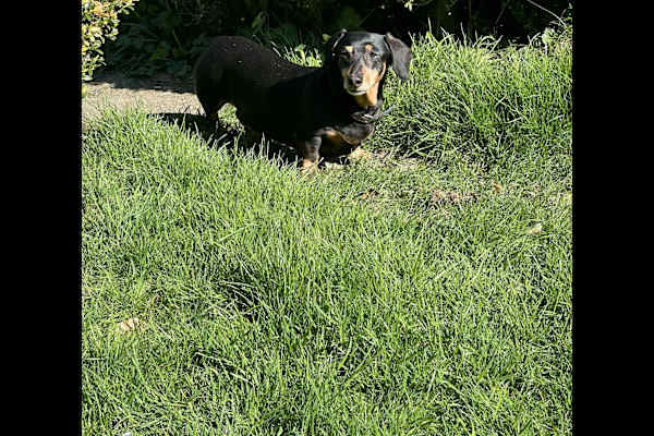 House sit in Shaftesbury, United Kingdom