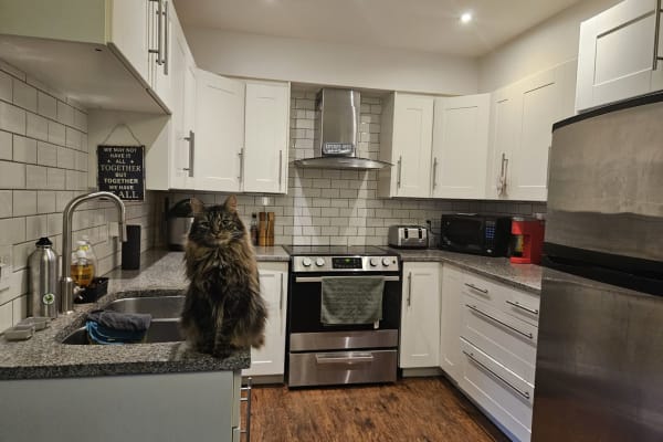 House sit in Vancouver, BC, Canada