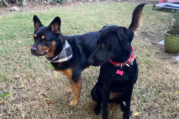 House sit in University City, CA, US