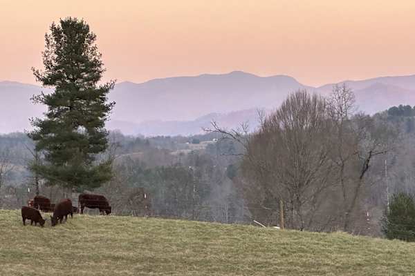 House sit in Marshall, NC, US