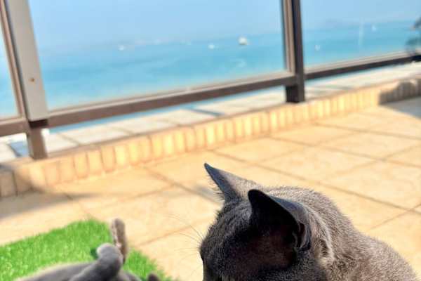 House sit in Hong Kong, Hong Kong