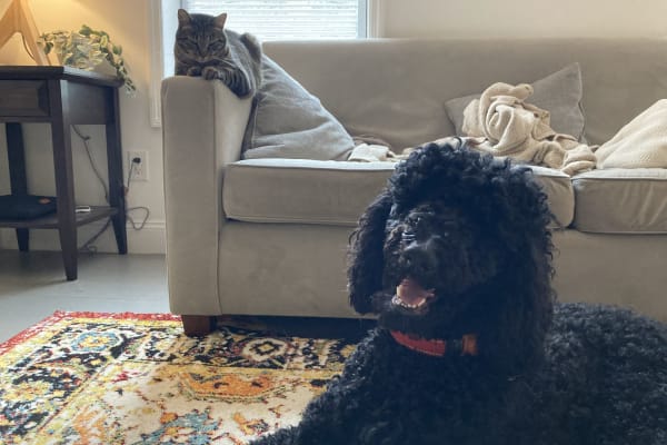 House sit in Brooklyn, NY, US