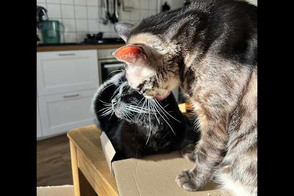 House sit in Berlin, Germany