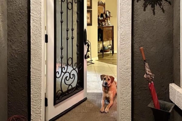 House sit in Lodi, CA, US