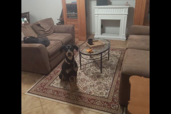 House sit in Mesa, AZ, US