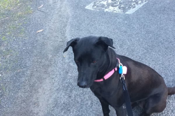 House sit in Point Lonsdale, VIC, Australia