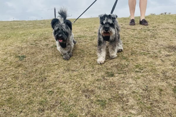 House sit in Woking, United Kingdom