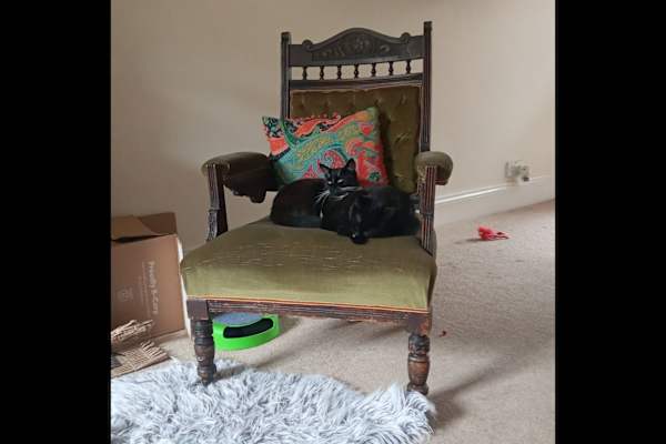 House sit in Berkeley, United Kingdom