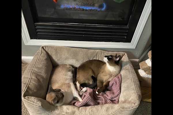 House sit in Superior, CO, US