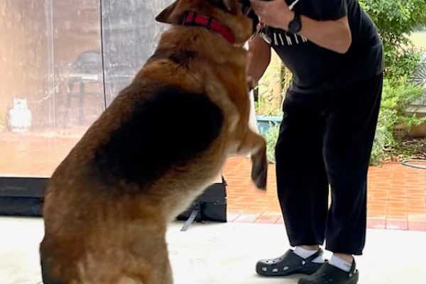 House sit in Fremantle City, WA, Australia