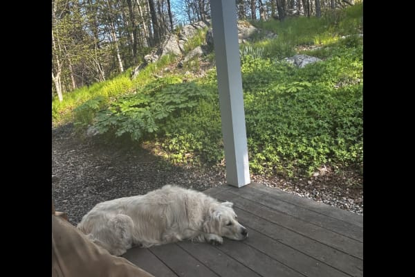 House sit in Boxford, MA, US