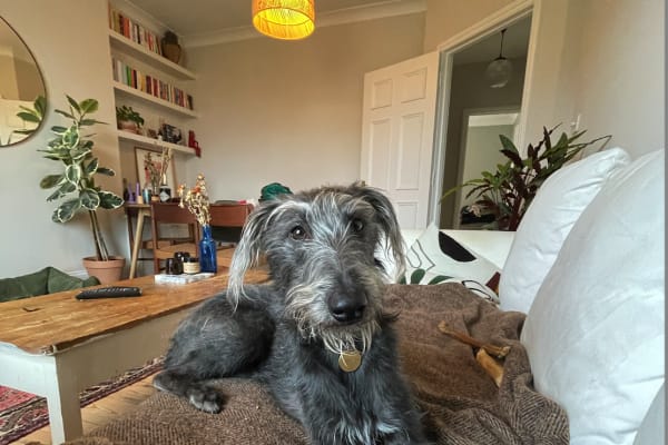 House sit in London, United Kingdom