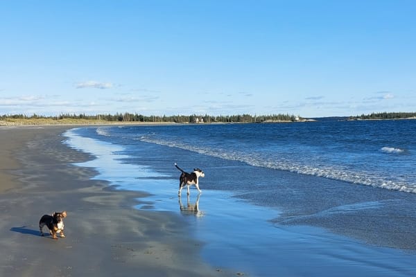 House sit in Bridgewater, NS, Canada