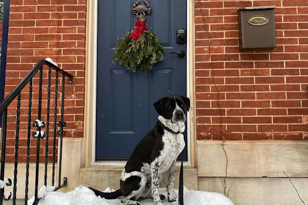 House sit in Baltimore, MD, US