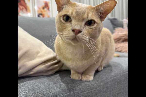 House sit in Melbourne, VIC, Australia