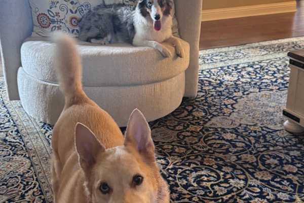 House sit in Georgetown, TX, US
