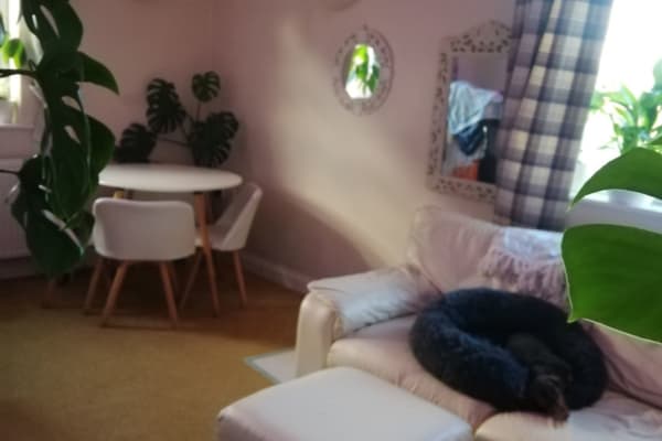 House sit in Glastonbury, United Kingdom