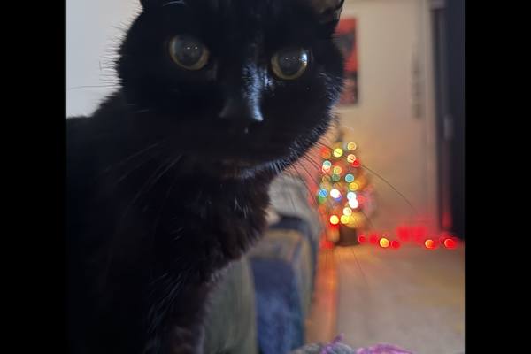 House sit in Victoria, BC, Canada