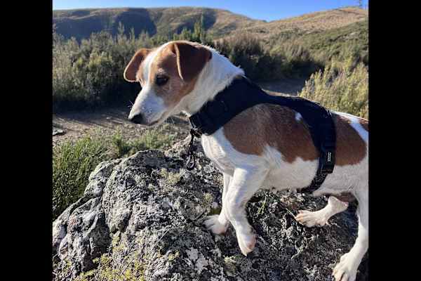 House sit in Christchurch, New Zealand