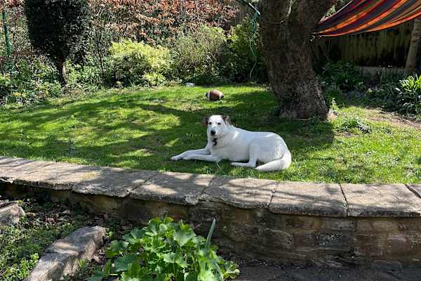 House sit in Bedford, United Kingdom