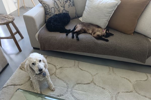 House sit in Melbourne, VIC, Australia