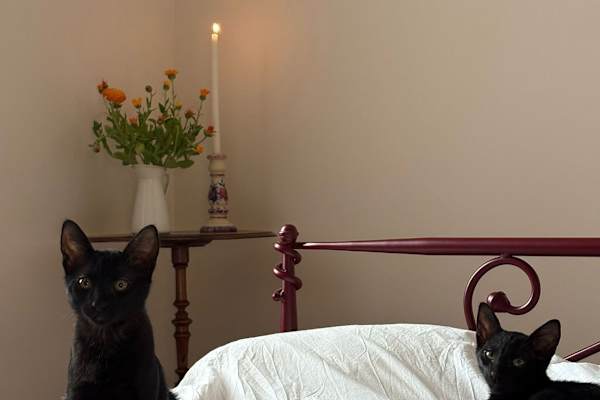 House sit in Athens, Greece