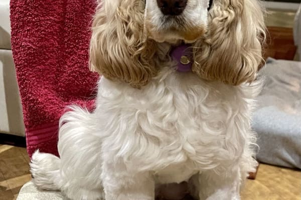 House sit in Epsom, United Kingdom