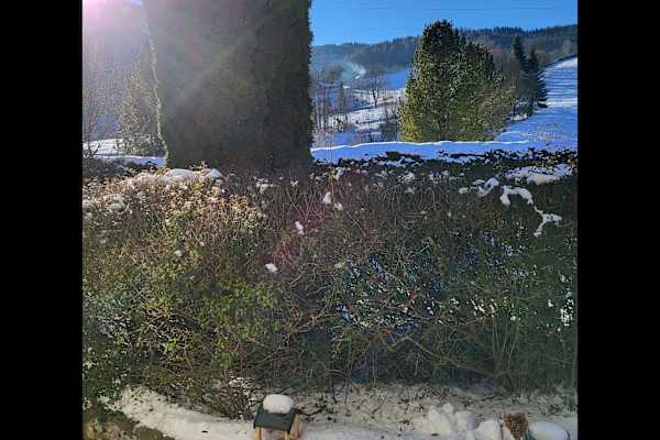 House sit in Mürzzuschlag, Austria