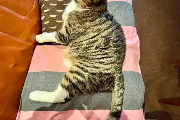 House sit in Brooklyn, NY, US