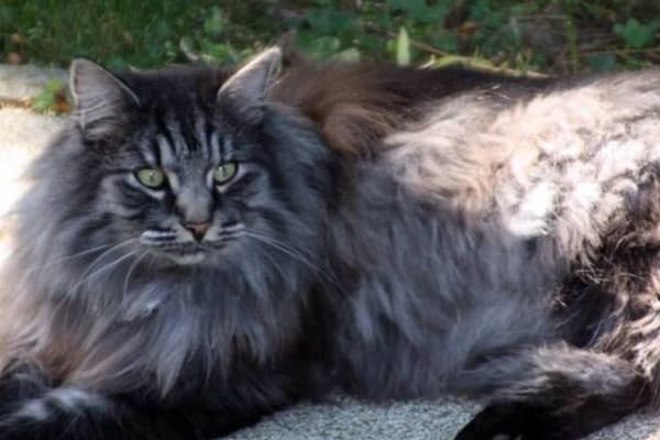House sit in Vienna, Austria