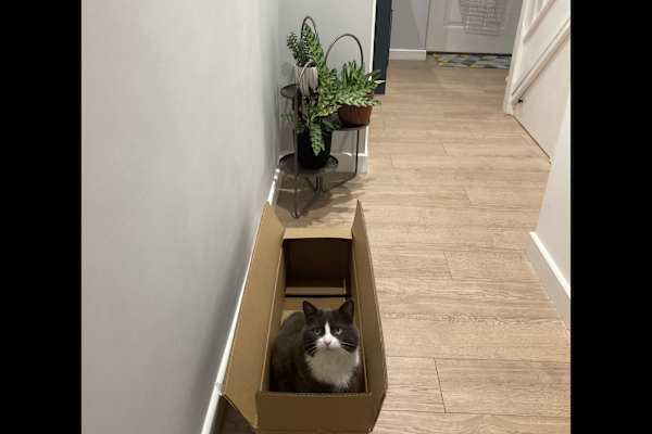 House sit in Bishops Cleeve, United Kingdom