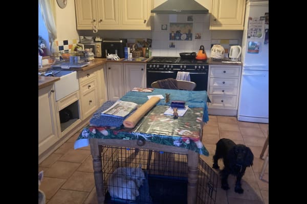 House sit in Denmead, United Kingdom