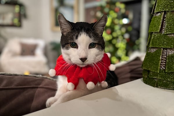 House sit in Cobourg, ON, Canada