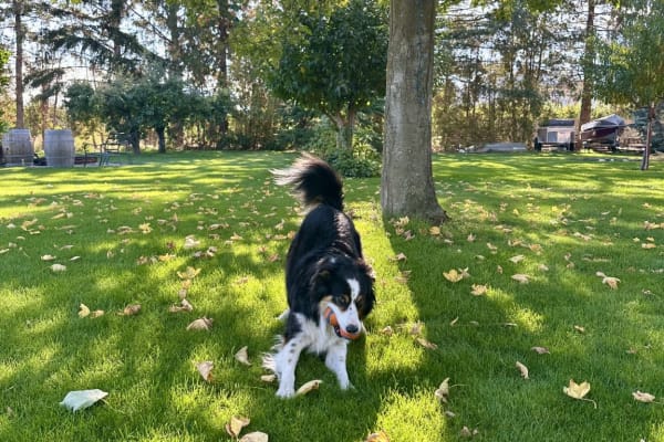 House sit in Summerland, BC, Canada