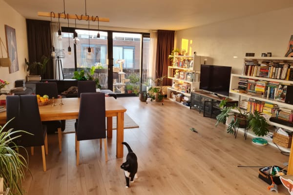 House sit in Amsterdam, Netherlands