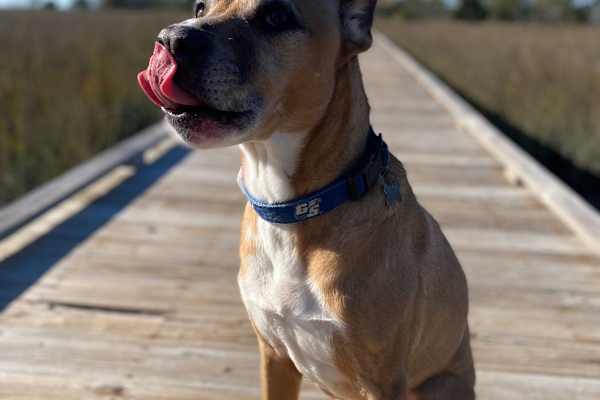 House sit in Houston, TX, US