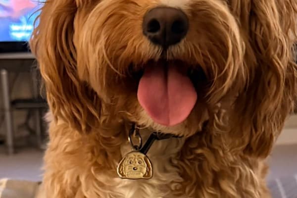 House sit in London, United Kingdom