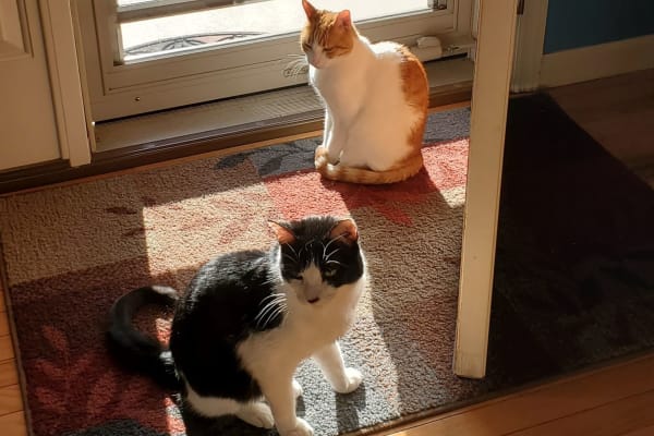 House sit in Mount Joy, PA, US