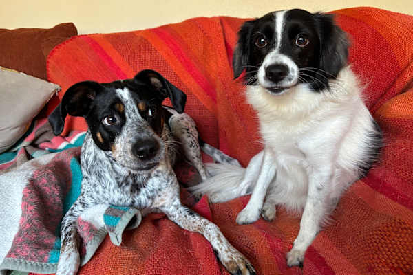House sit in Tybee Island, GA, US
