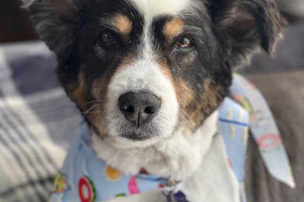 House sit in Redwood City, CA, US