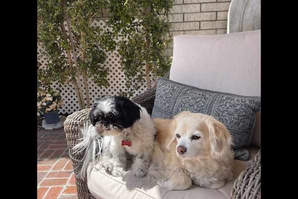 House sit in Naples, FL, US